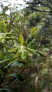 Image of Epidendrum steyermarkii A. D. Hawkes