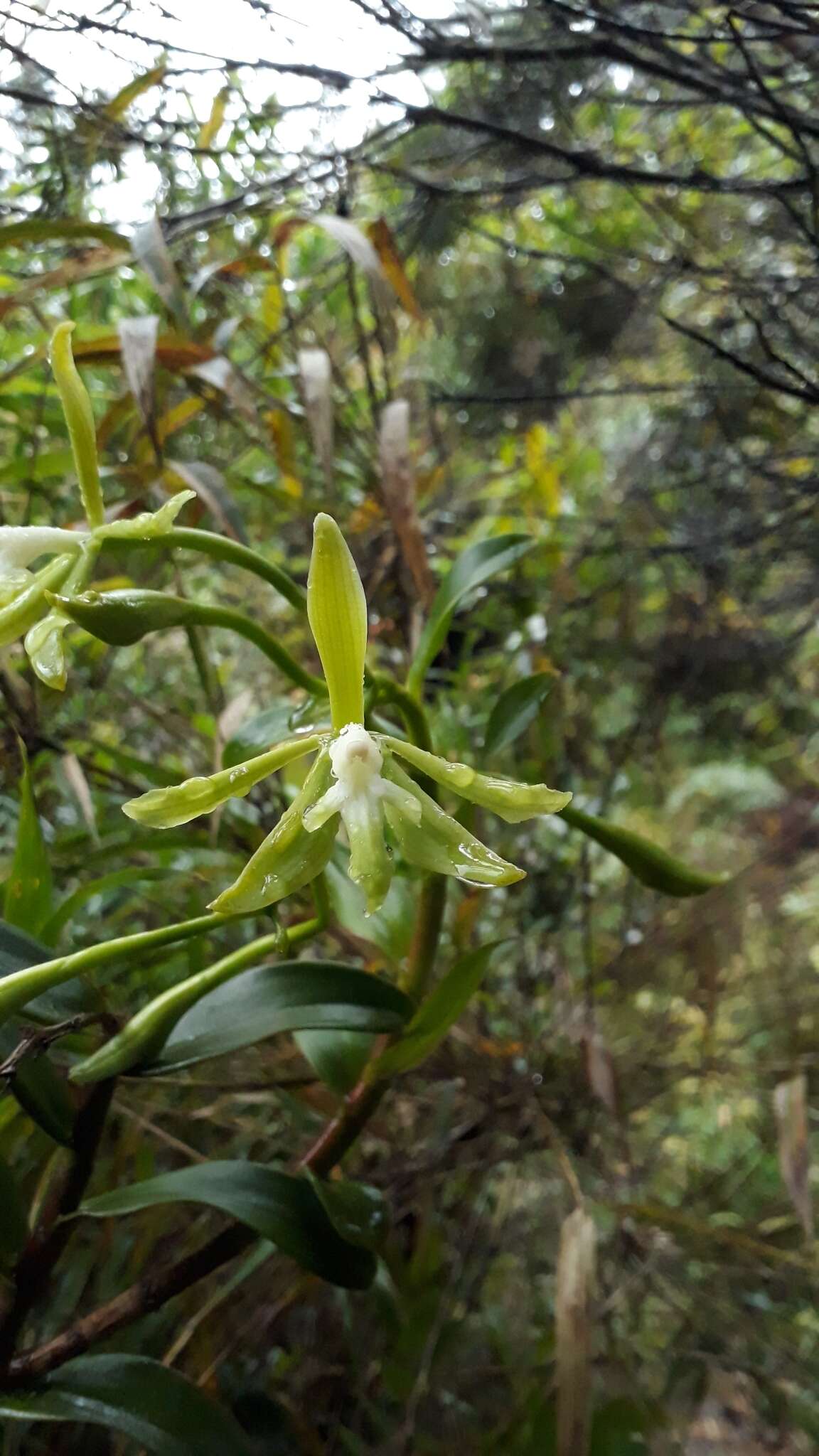Image of Epidendrum steyermarkii A. D. Hawkes