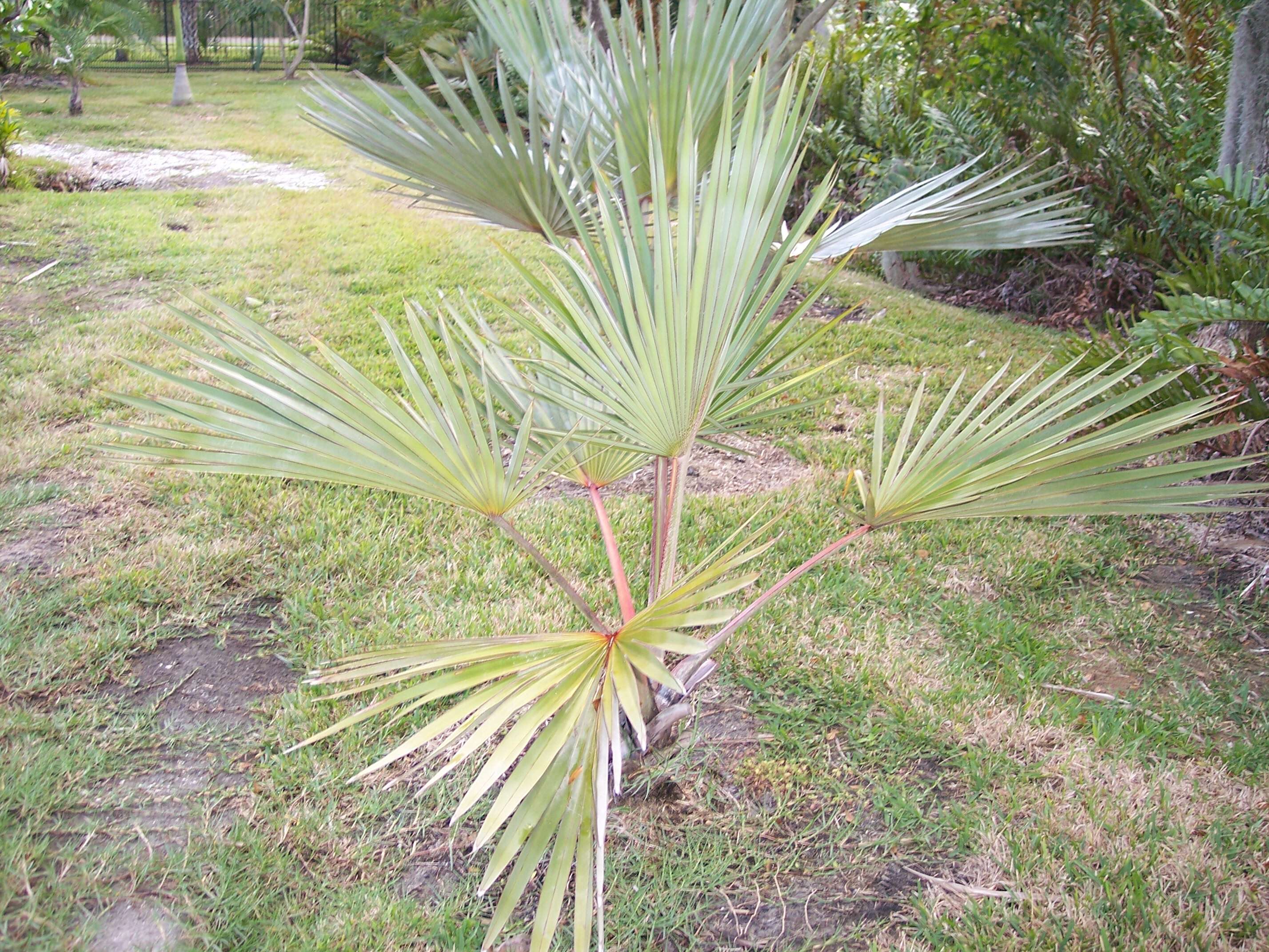 Image of Blue latan palm