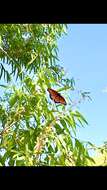 Imagem de Limenitis archippus obsoleta Edwards