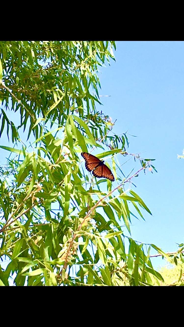 Imagem de Limenitis archippus obsoleta Edwards