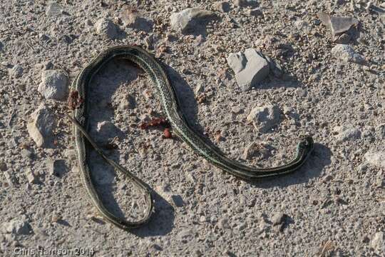 Image of Thamnophis proximus orarius Rossman 1963