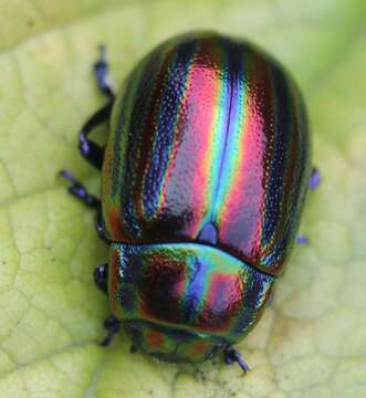 Image of Chrysolina cerealis