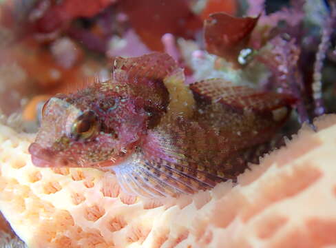 Image of Rosy sculpin