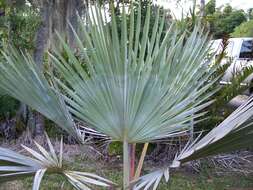 Image de Latanier de la Réunion