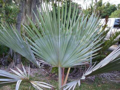 Image of Red latan palm