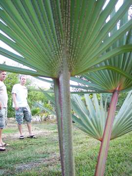 Image of Red latan palm