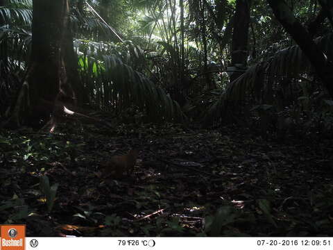 Image of Central American Agouti