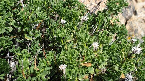 Image of cliff goldenbush