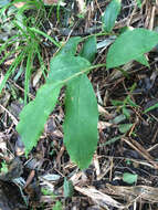 Image of Kahila garland-lily