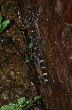 Hemidactylus prashadi Smith 1935 resmi