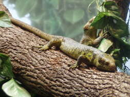 Image of Solomon Island skinks