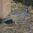 Image of Callipepla californica californica (Shaw 1798)