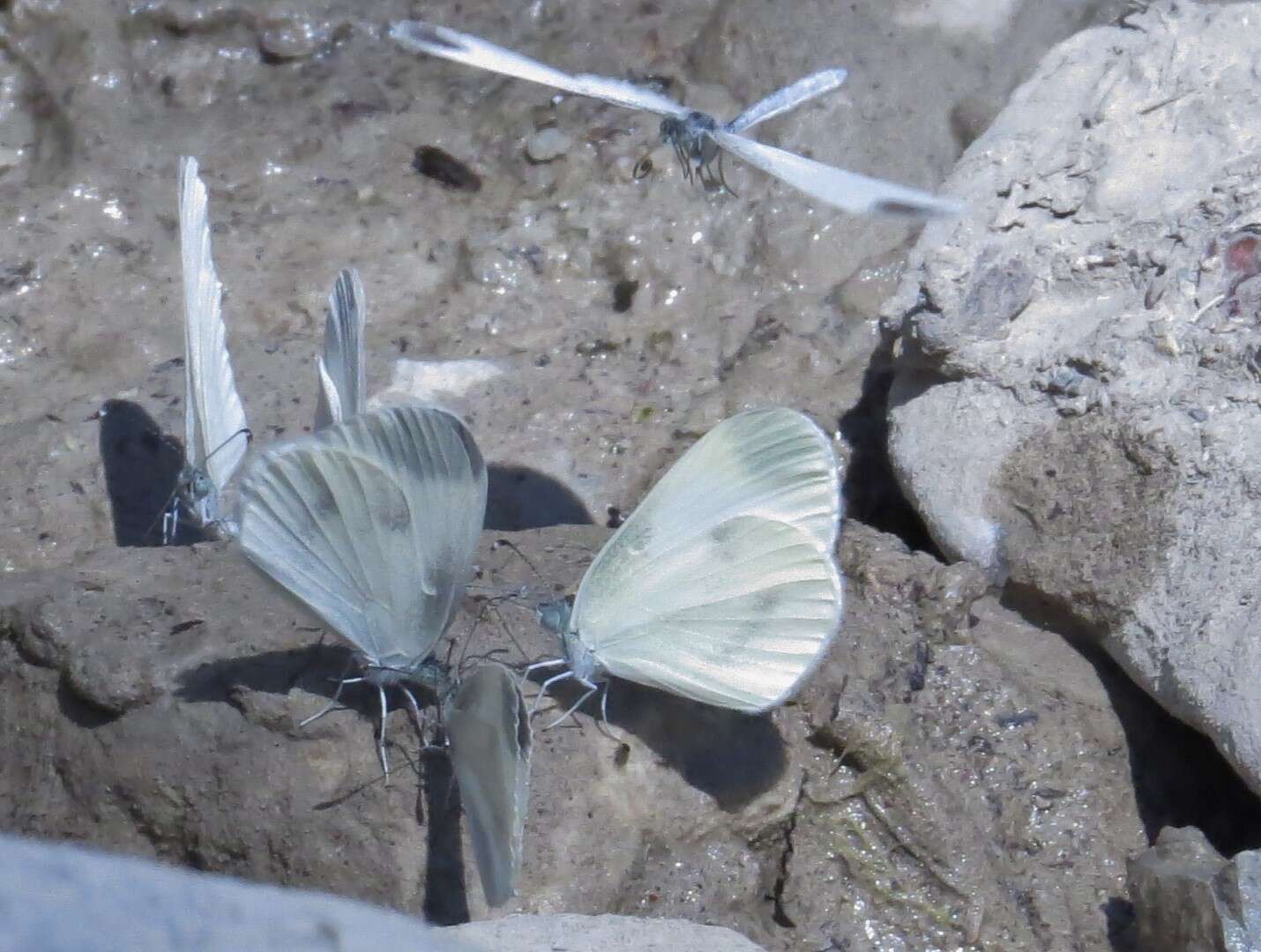 Leptidea sinapis (Linnaeus 1758)的圖片