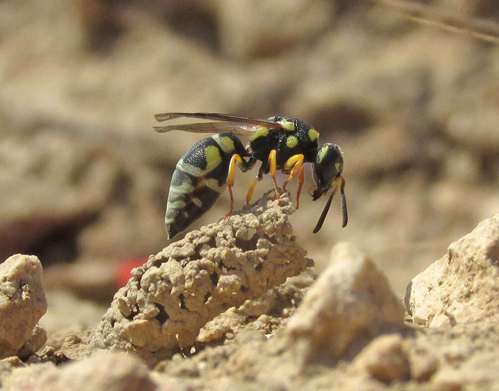 Sivun Eustenancistrocerus kuva