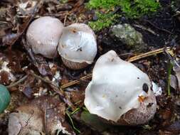 Image of Stinkhorn