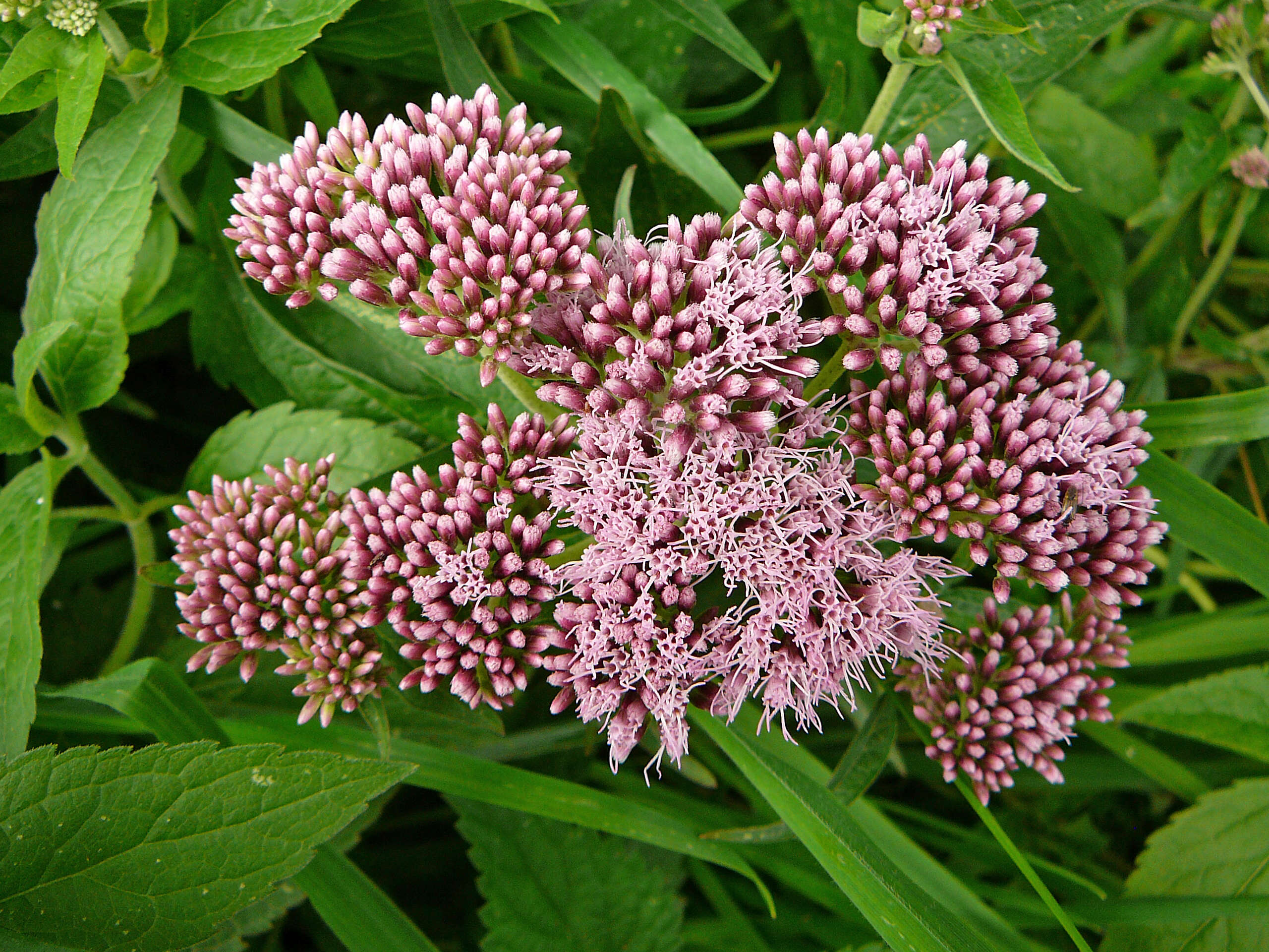 Image of hemp agrimony