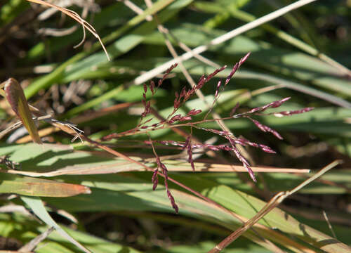 Image of purpletop tridens