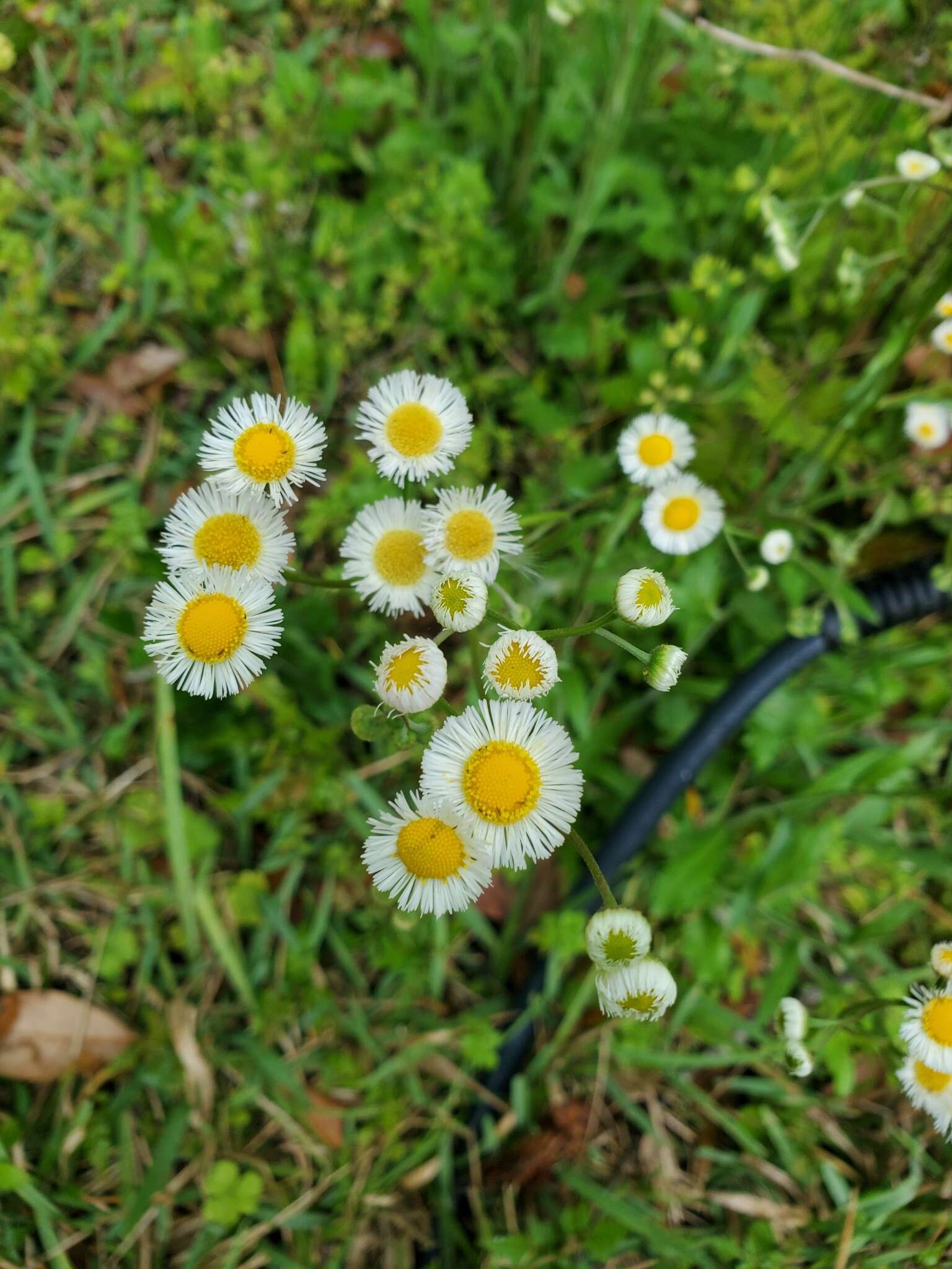 Image of Oak-Leaf Fleabane