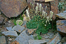 Image of mat rockspirea