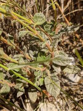 Imagem de Helianthemum viscidulum Boiss.