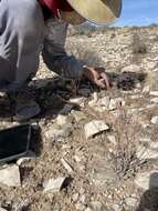 Image of Havard's buckwheat