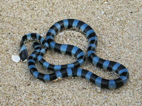 Image of Blackbanded Sea Krait