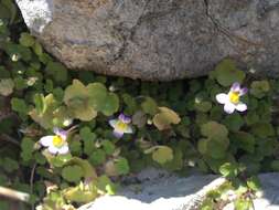 Image de Cymbalaria microcalyx subsp. ebelii (Cuf.) Cuf.