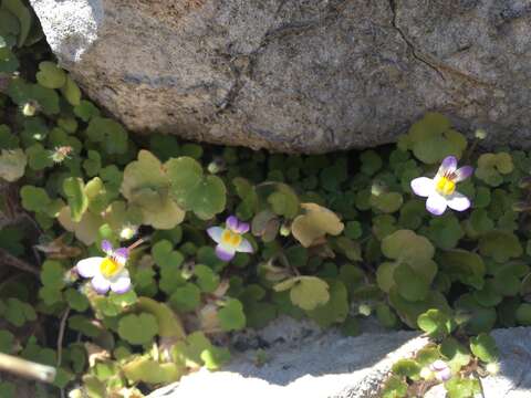 Image de Cymbalaria microcalyx (Boiss.) Wettst.