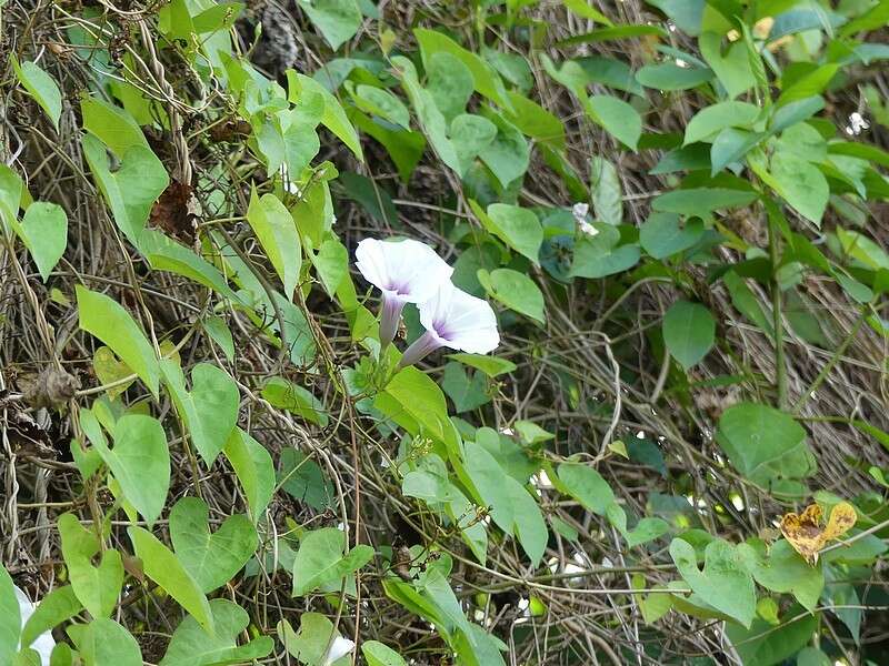 Plancia ëd Ipomoea anisomeres Robinson & Bartlett