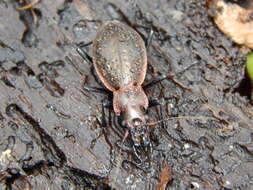 Image of Carabus (Platycarabus) irregularis Fabricius 1792