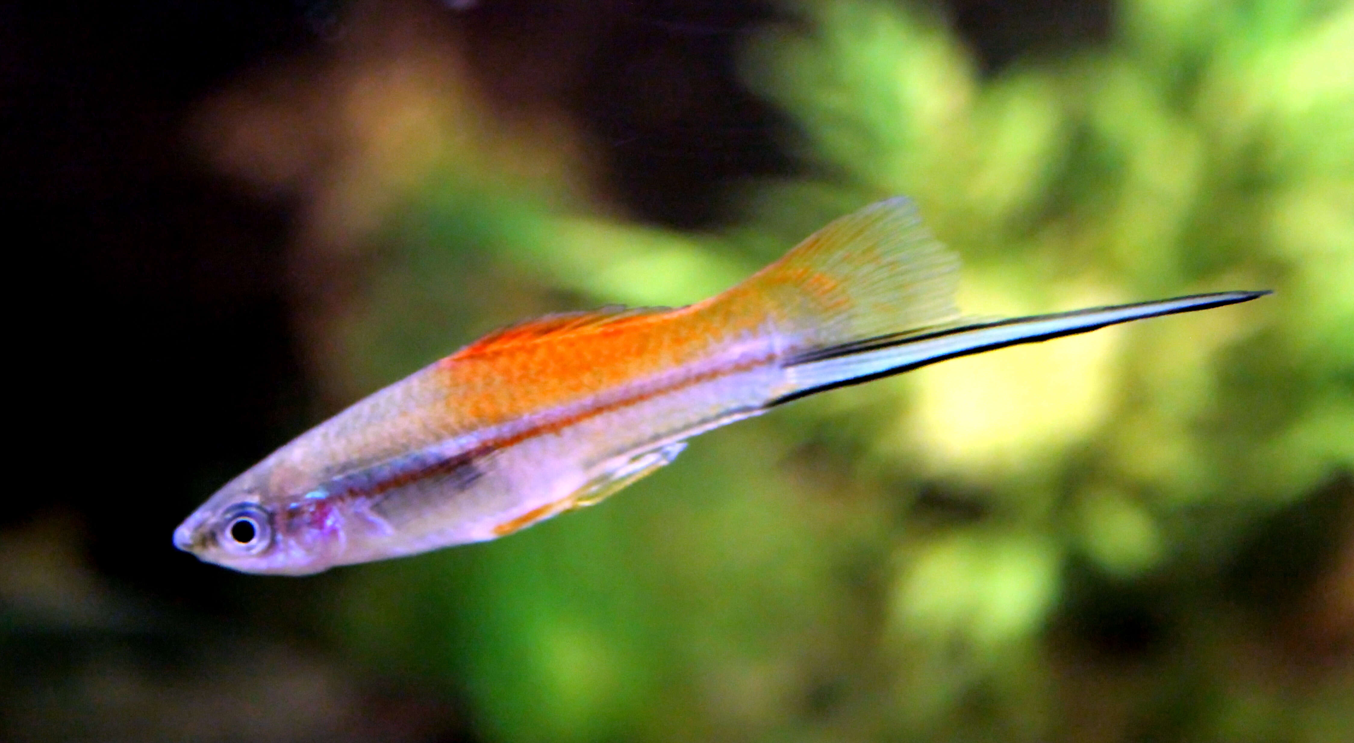 Image of Green swordtail