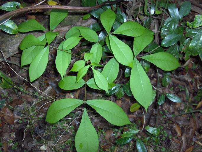 Image of pignut hickory