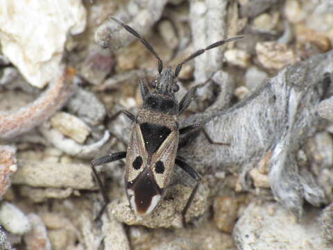 صورة Lasiocoris crassicornis (Lucas 1849)