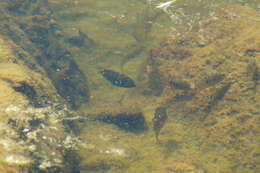 Image of Amatitlán Cichlids