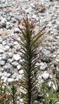 Image of Protea decurrens Phillips