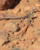 صورة Pedioplanis laticeps (Smith 1849)