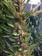 Imagem de Cannabis sativa subsp. indica (Lam.) E. Small & A. Cronquist