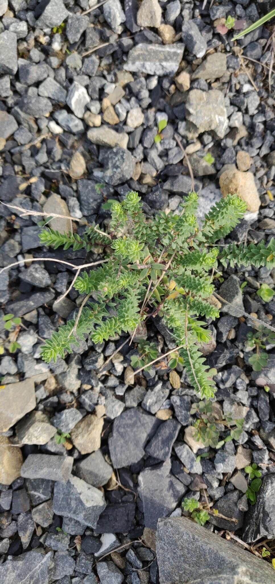 Image of Linum monogynum Forst. fil.