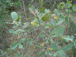 Image of Engelmann oak