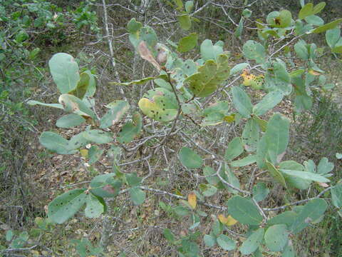 Image of Engelmann oak