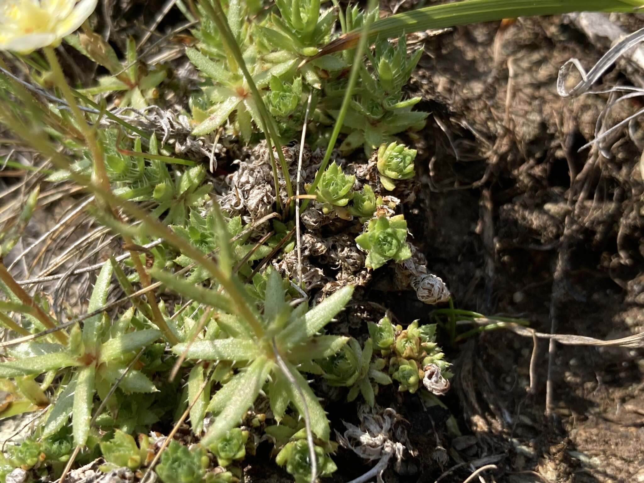 Imagem de Saxifraga aspera L.