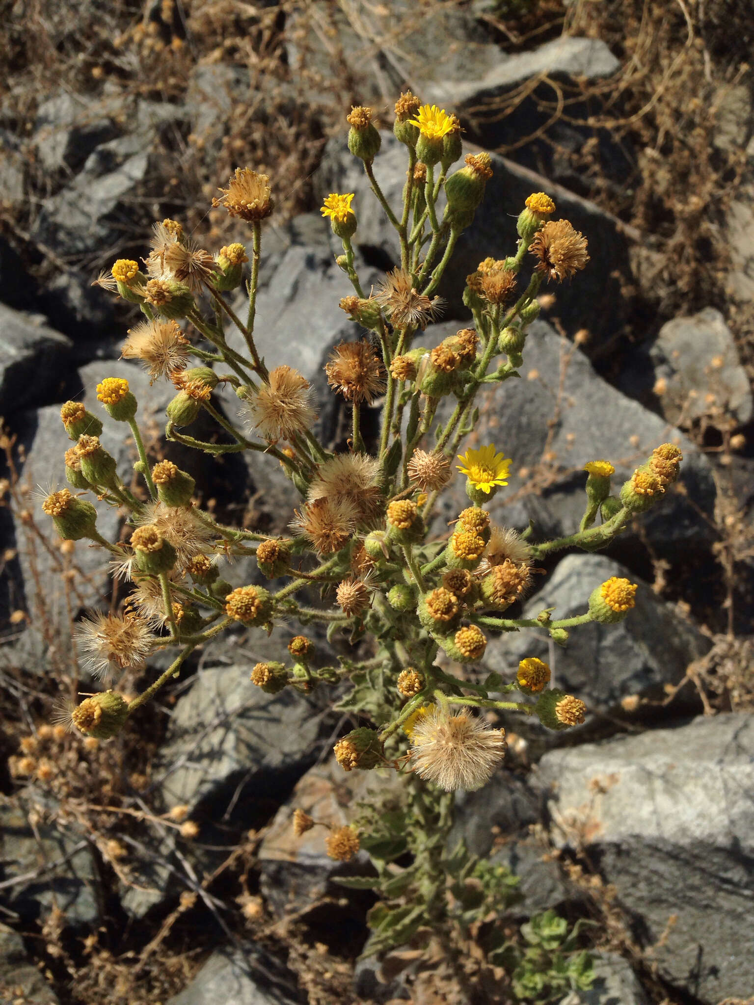 Слика од Heterotheca grandiflora Nutt.