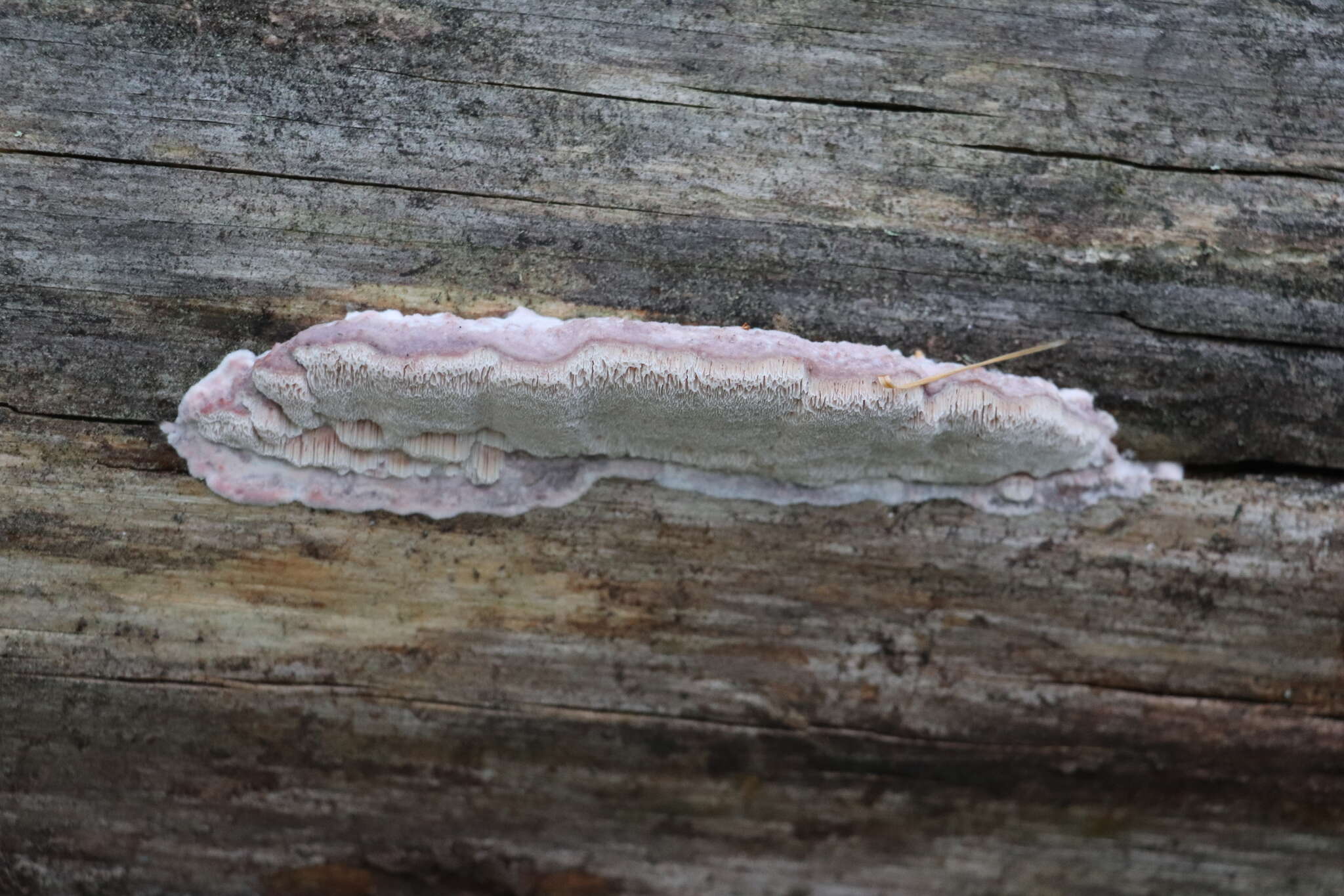 Image of Leptoporus mollis (Pers.) Quél.