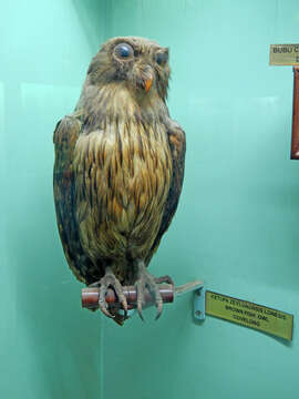 Image of Brown Fish Owl