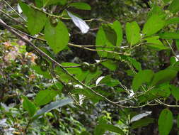 Image de Diospyros maritima Blume