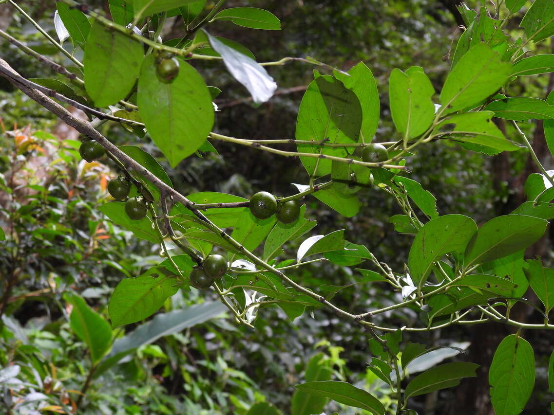 Sivun Diospyros maritima Blume kuva