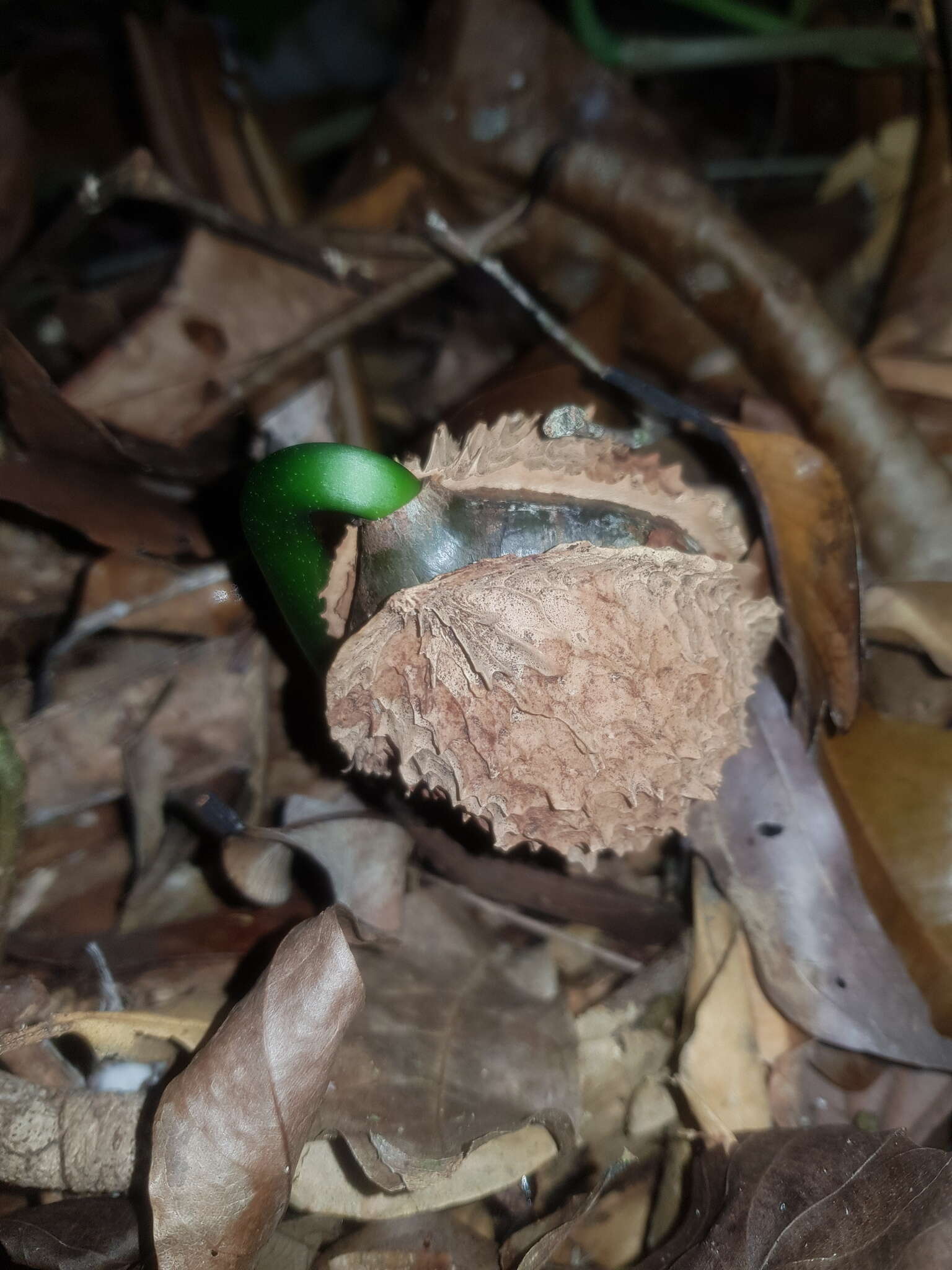 Слика од Calatola costaricensis Standl.