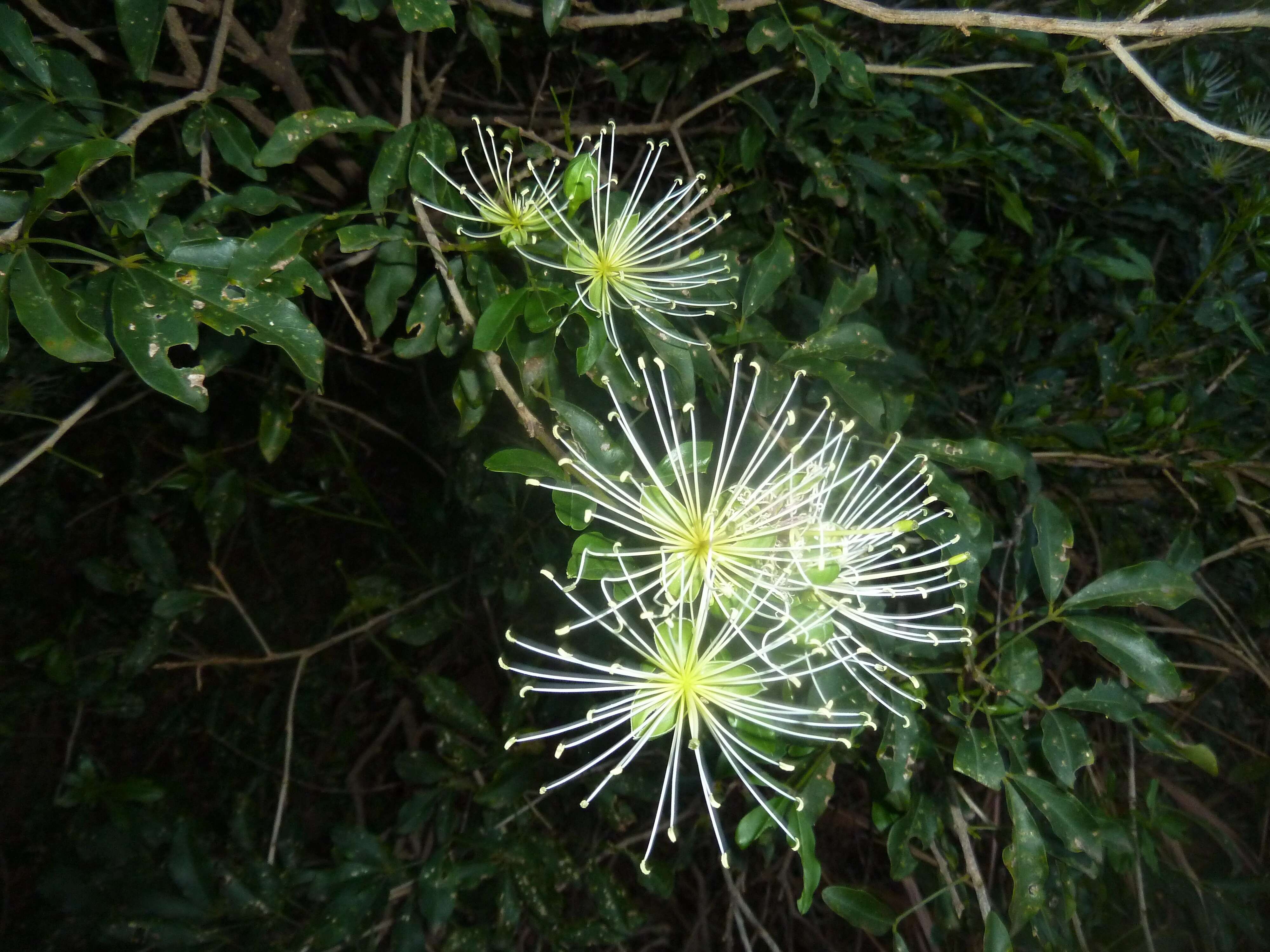 Image de Maerua cafra