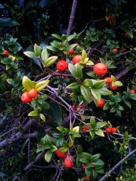 Image of Alyxia ruscifolia subsp. ruscifolia